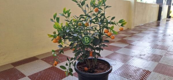 Bonsai Orange Bangalore Agrico