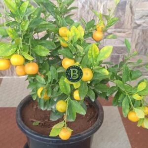 Bonsai Orange Baangalore Agrico