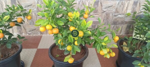 Bonsai Orange Baangalore Agrico