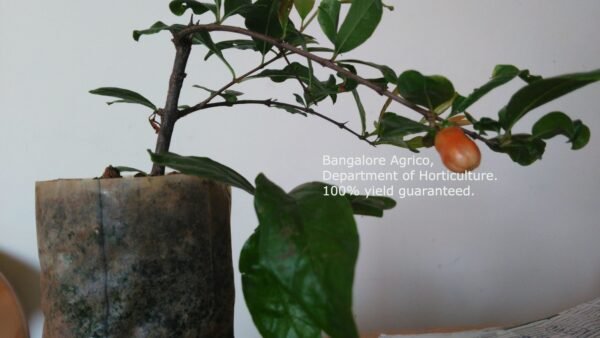 POMEGRANATE - HIGH YIELD POT VARIETY - LIVE PLANT - BANGALORE AGRICO