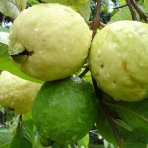 Buy sweet guava plant online