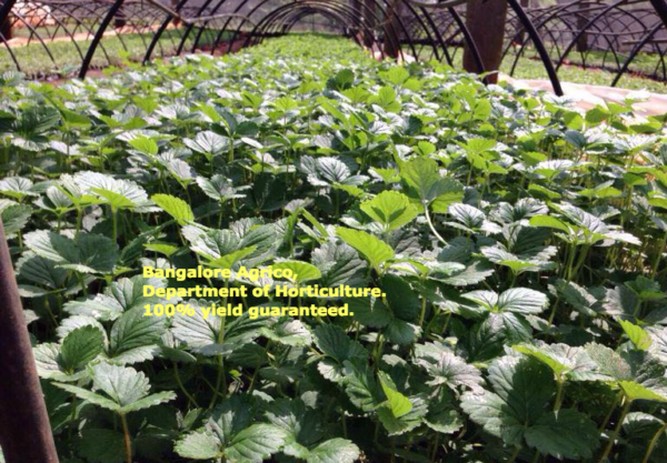 STRAWBERRY IMPORTED - ONE LIVE PLANT - ALL CLIMATE - BANGALORE AGRICO - Image 6