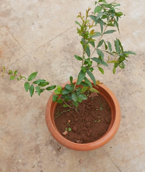 BONSAI POMEGRANATE - HIGH YIELD POT VARIETY - LIVE PLANT - BANGALORE AGRICO - Image 2