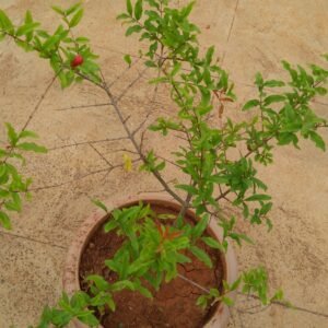 buy pomegranate plant