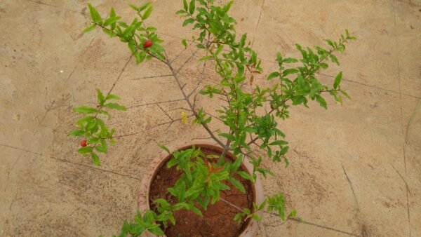 buy pomegranate plant