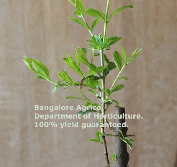 POMEGRANATE - HIGH YIELD POT VARIETY - 3 LIVE PLANTS - BANGALORE AGRICO