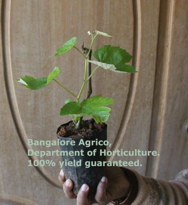 SEEDLESS GRAPE LIVE PLANT - ALL CLIMATE - BANGALORE AGRICO - Image 2