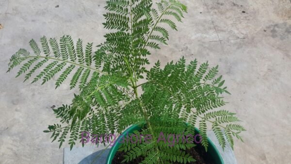 JACARANDA - SMALL LIVE PLANT - BANGALORE AGRICO