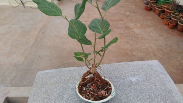 INDIAN BANYAN TREE BONSAI - LIVE PLANT - ALL CLIMATE - BANGALORE AGRICO