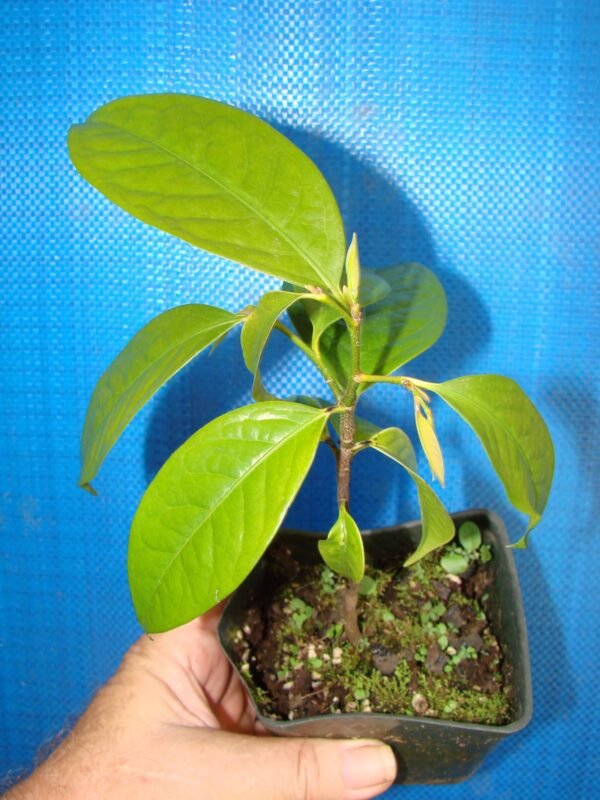 IMPORTED Perfume Fruit - KEPEL APPLE - X RARE SPICE TREE (Stelechocarpus Burahol) LIVE PLANT - BANGALORE AGRICO