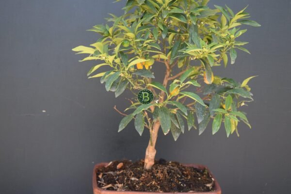 Persian Bonsai Orange 2-4 years aged 1ft-3ft high-Bangalore Agrico