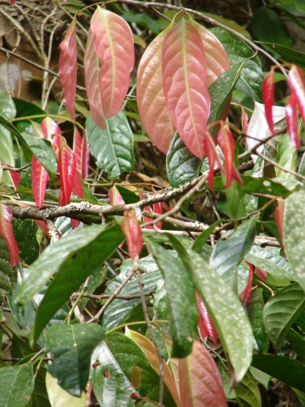 IMPORTED Perfume Fruit - KEPEL APPLE - X RARE SPICE TREE (Stelechocarpus Burahol) LIVE PLANT - BANGALORE AGRICO - Image 4