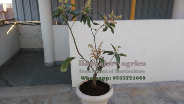 BONSAI MANGO TREE - 4-8 YEARS - LIVE PLANT - ALL CLIMATE - BANGALORE AGRICO