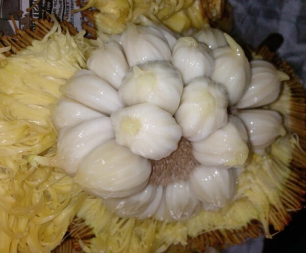 MARANG (Artocarpus odoratissimus) - LIVE PLANT - ALL CLIMATE - BANGALORE AGRICO