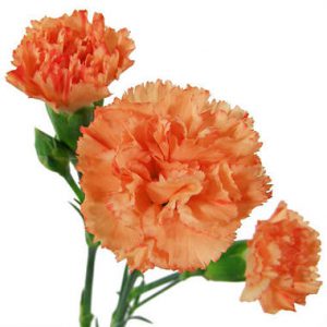 Buy Carnation – Plant (Seasonal) | Plantslive