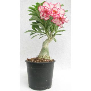 Buy Adenium Celona Double – Plant | Plantslive