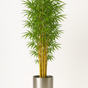 Golden Bamboo, Phyllostachys Aurea - Plantslive