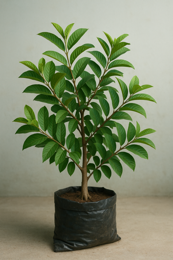 L49-Guava-plantslive