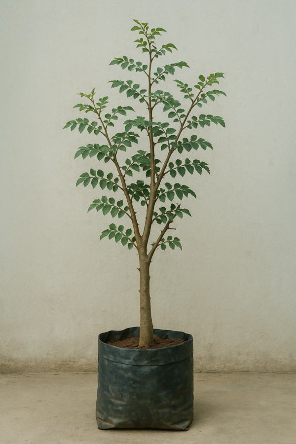 Limonia - Wood Apple - Plant