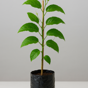 Passion-fruit-plant-plantslive