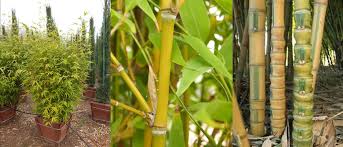 buy-golden-bamboo-phyllostachys-aurea-plants