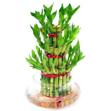 buy-lucky-bamboo-money-plants-online-india