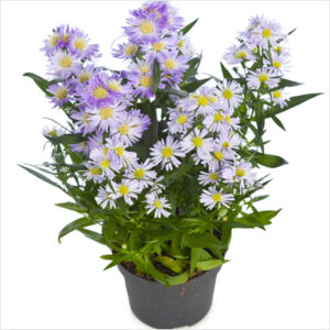 buy-plantslive-Aster-Lavender-india