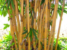 Bamboos & Grasses
