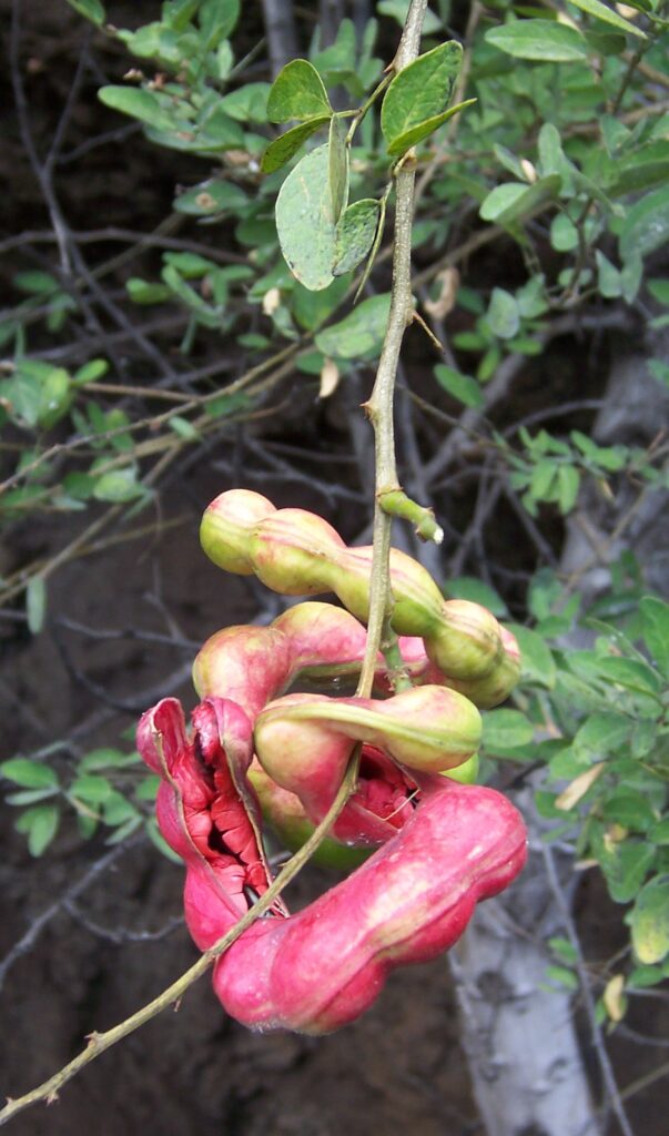 buy-pithecellobium-dulce-jungle-jalebi-plant-plantslive