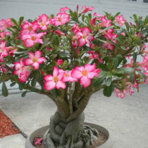 plantsive-Adenium-obesum-Desert-Rose-Impala-Lily5