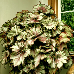 plantslive-Begonia-rex-india