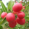 plantslive-buy-baking-cherry-online-india