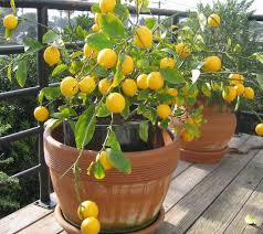 plantslive-lemon-seeds-plant