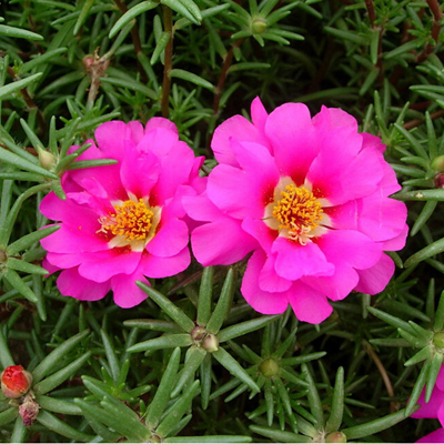 plantslive-portulaca-9-o-clock-pink