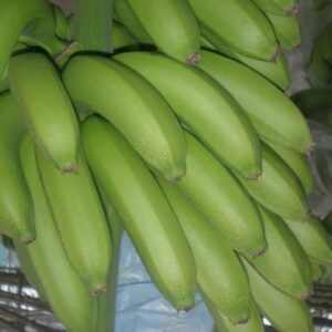 plantslive_G9_Banana
