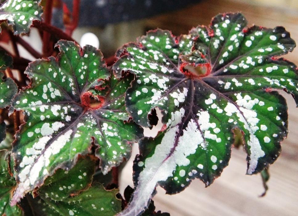 Rex Begonia Plant Buy Plants Online India