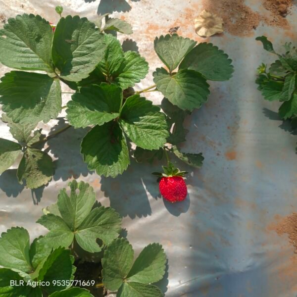 Strawberry hybrid big red fruit