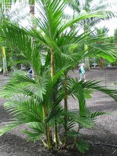 Buy Ivory cane palm – Plant | Plantslive