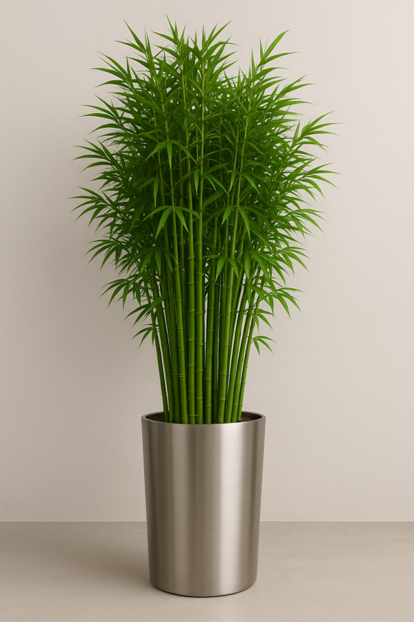 Bamboo Green Plant - 5 Years Old Plant