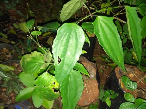 Mysore Trumphet Vine