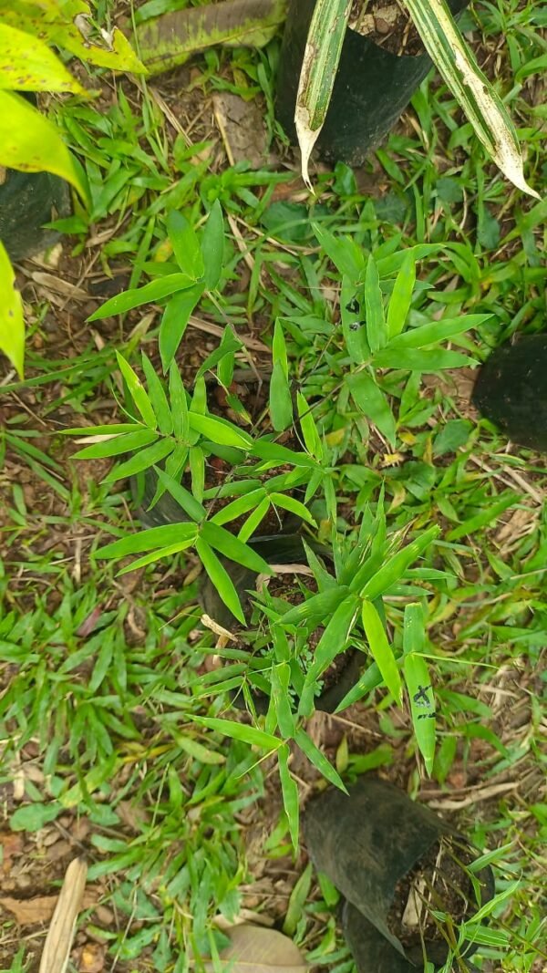 Thyrsostachys siamensis Plantslive