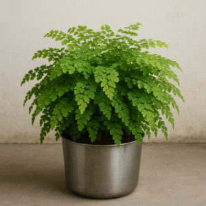 adiantum