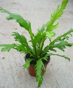 buy-buy-plantslive-Asplenium nidus fimbriatum - Plant