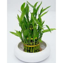 plants live-3 layer lucky-bamboo
