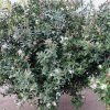 buy-plantslive-Acokanthera spectabilis - Plant