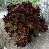 buy-plantslive-Aeonium arboreum - Plant