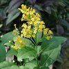 buy-plantslive-Cestrum aurantiacum - Plant