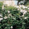 buy-plantslive-Chonemorpha macrophylla - Plant