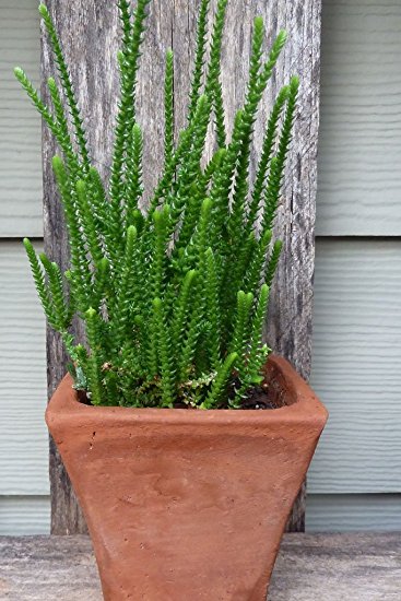 plantslive-Crassula Princess Pine - Plant