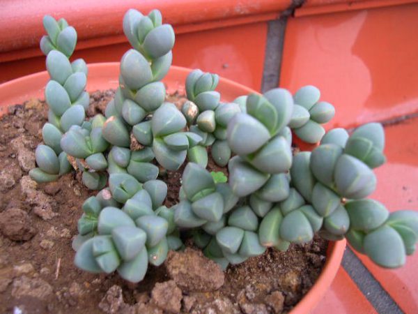 buy-plantslive-Delosperma-lehmannii
